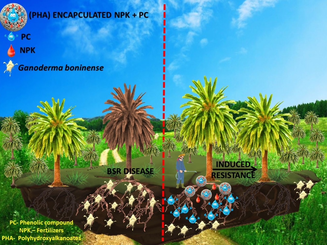 Microbial polymer as a biodegradable carrier for the naturally occurring phenolic compound and also to the fertilizer to control the basal stem rot disease in oil palm and to induce resistance against it.